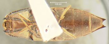 Media type: image;   Entomology 23685 Aspect: habitus ventral view
